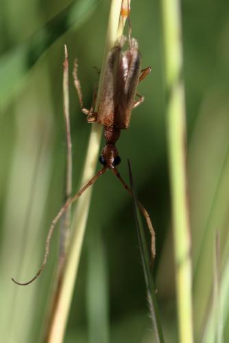 Vesperus luridus